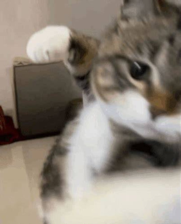 jenna_fischer01 &lsaquo; Punching Kitty